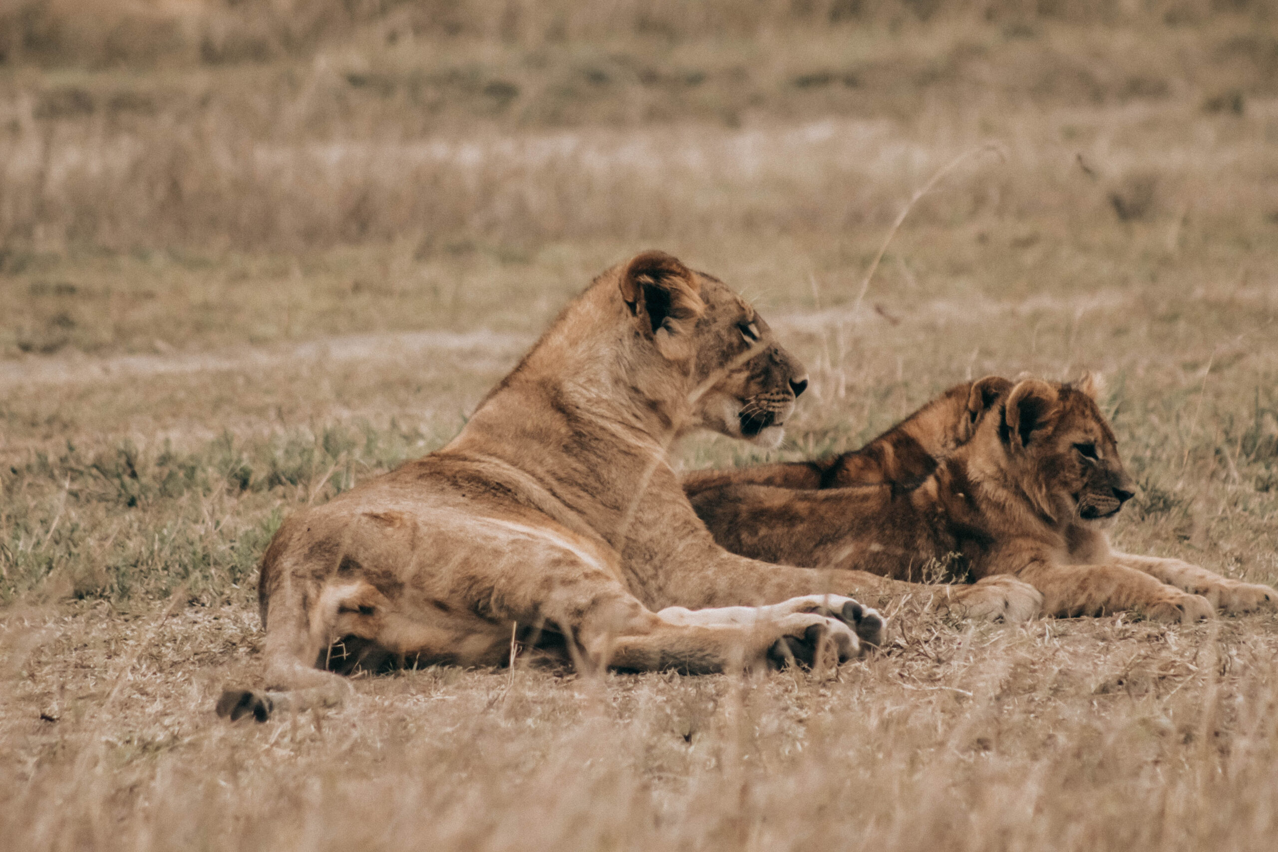 Uganda Wildlife Safari